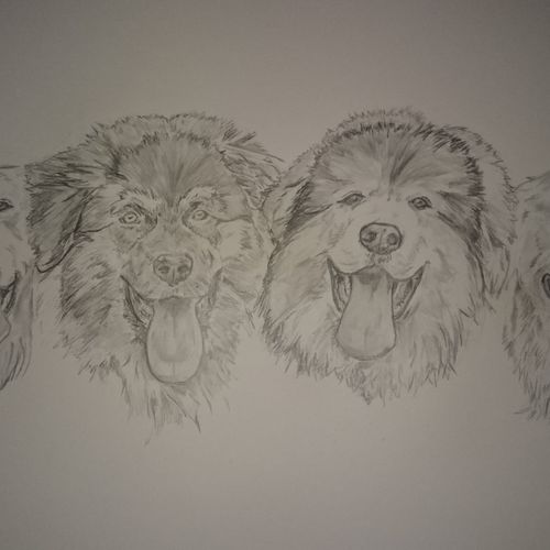 4 dogs 