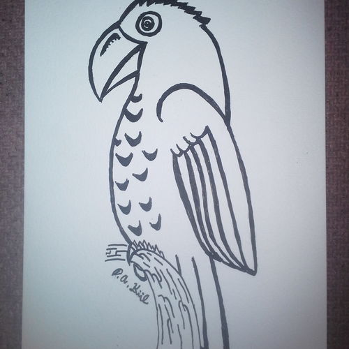 Parakeet! 