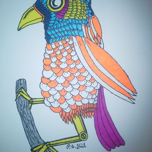 Orange and white bird!