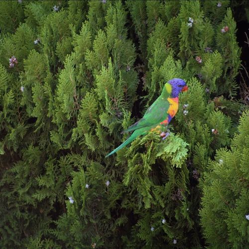 Rainbow Lorikeet