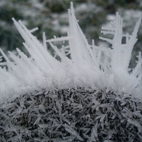 Jack Frosts Crown