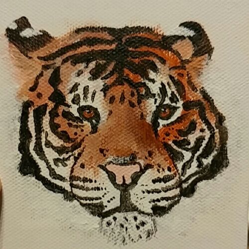 Bengal Tiger