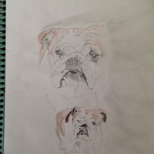 a friends dog his name is Bow