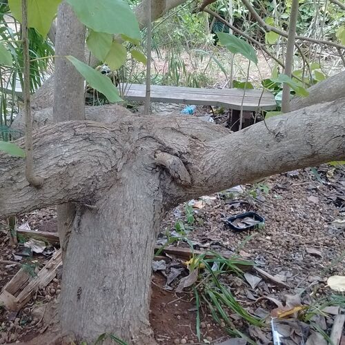 Wicked Tree