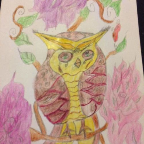 Love for owls
