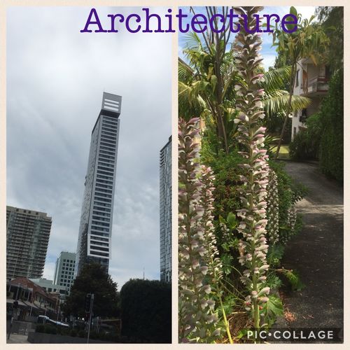 Plant vs man made architecture 