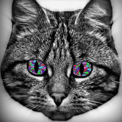 Nero - the Ecstasy cat