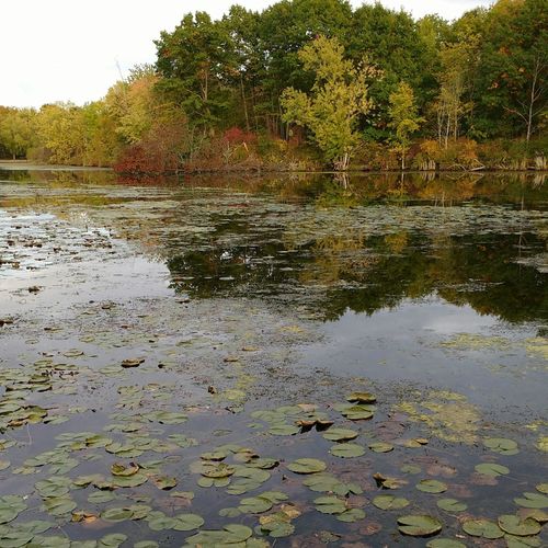 Cottage Country