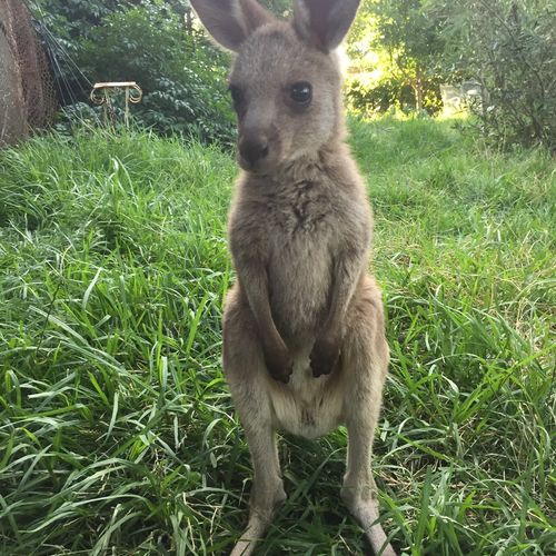 Kangaroo can do 