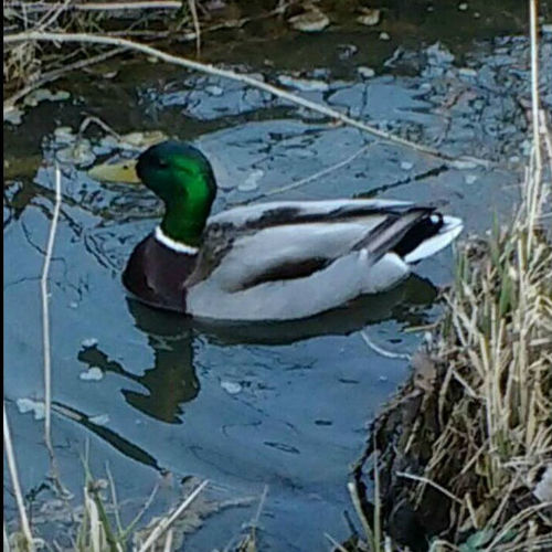 Happy Duck