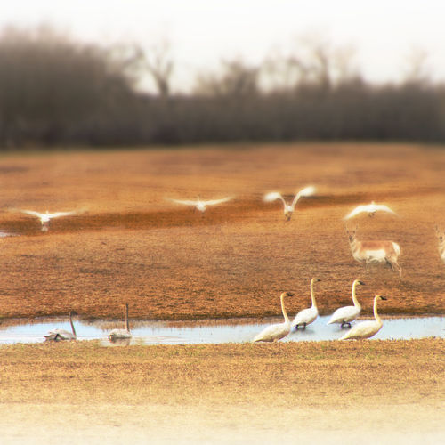 Peace in the Prairies