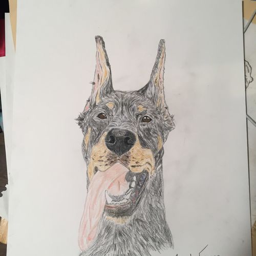 Doberman 