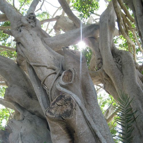 Sentinel trees