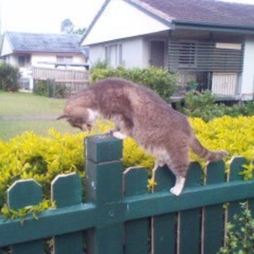 &quot;Cat on the prowl&quot; By Ben Goode 2014 (c)