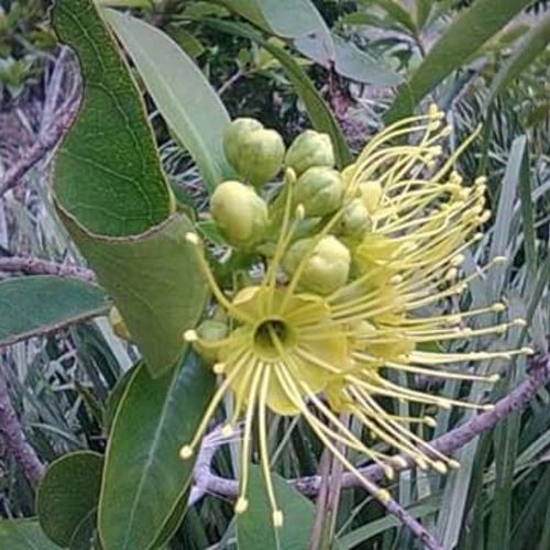 Alien Flowers 