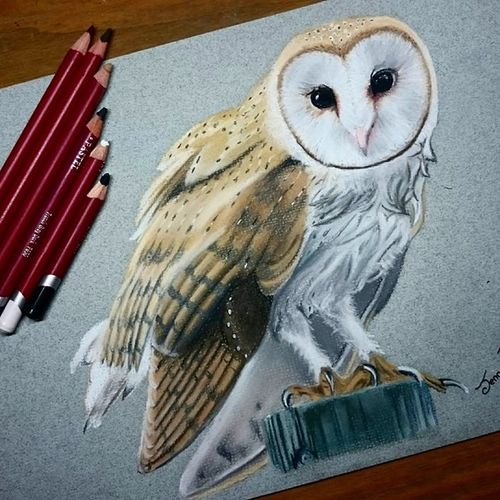 Barn owl