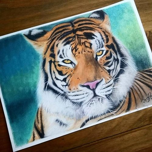 Bengal Tiger