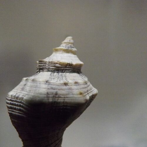 Shell