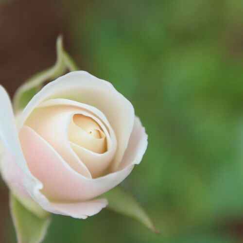 Soft Pink Rose