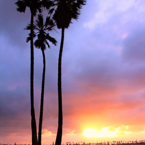 Palm Trees at Sunset