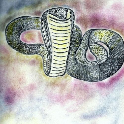 Cobra