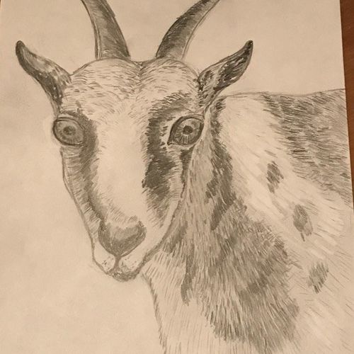 goat