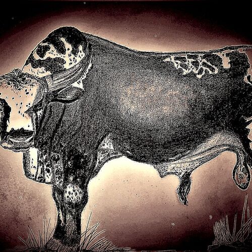 Nguni bull