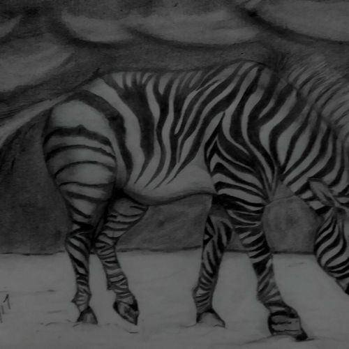 Zebra series...no1