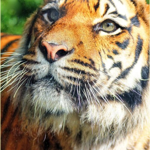 Tiger Time