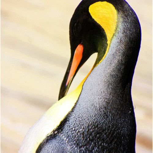 Pick up a Penguin 
