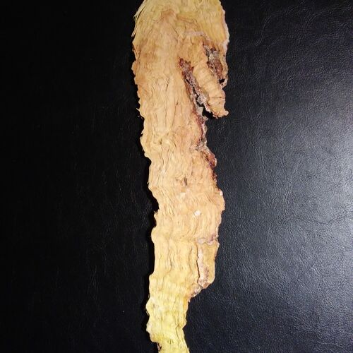 Seahorse with attitude