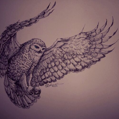 Snowy owl