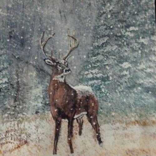 Snowy Buck