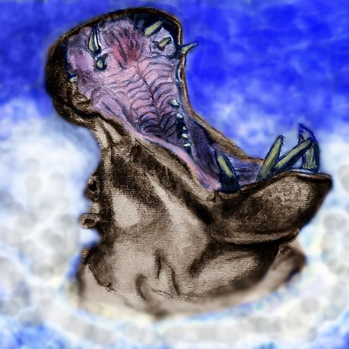 Hippo yawn