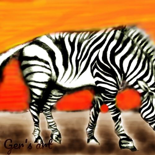 Zebra