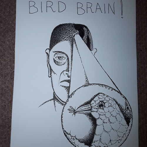 Bird brain