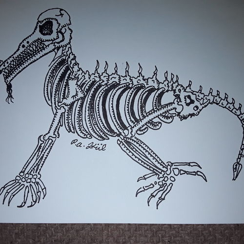 Skeleton 