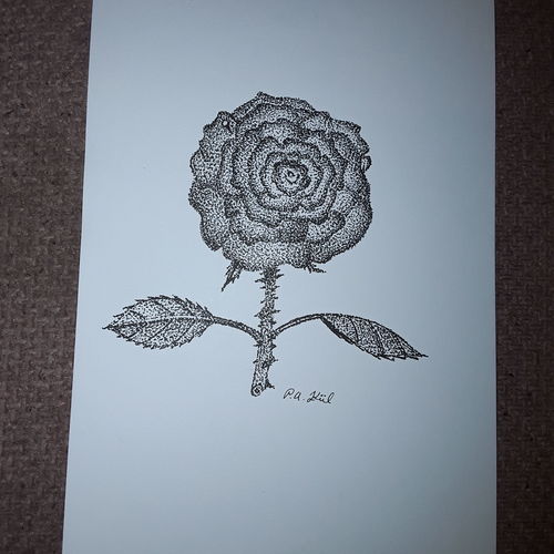 Spring rose