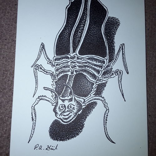 Black insect
