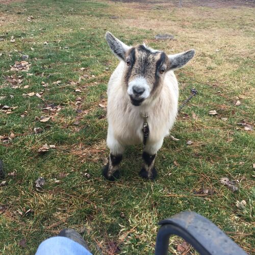 CrazyGoatLady