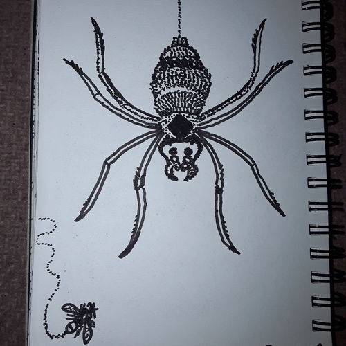 Spider
