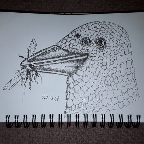 Weird bird