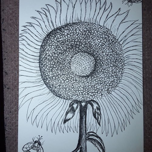 Sunflower 
