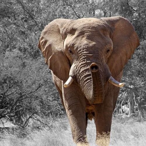 Bionic Elephant