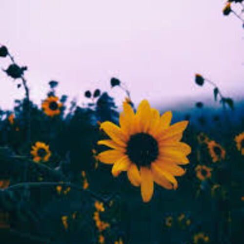 Sunflowergirl