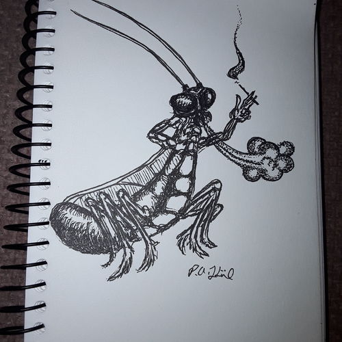 Insect 