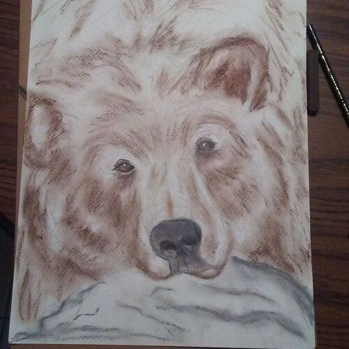 Bear