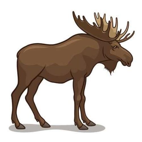 Bigmoose