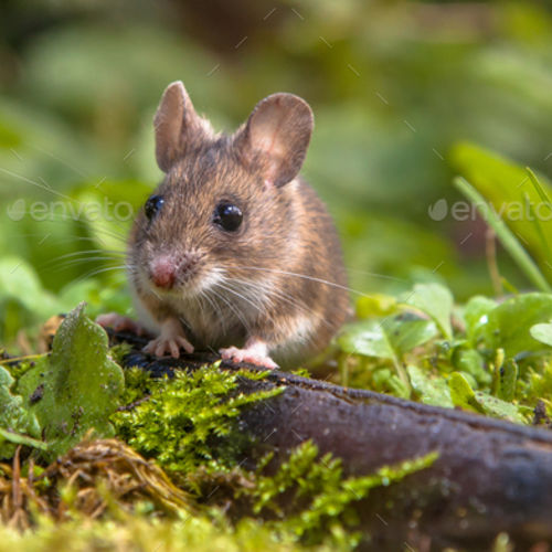 Mousey