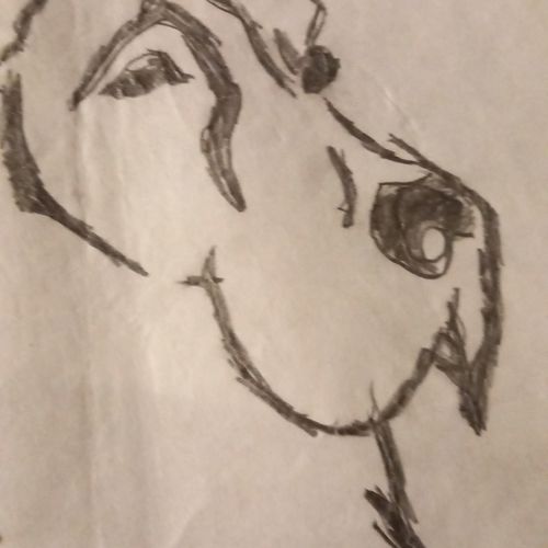 Andrea's tracing and drawing 